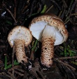 Echinoderma carinii image