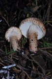 Echinoderma carinii image