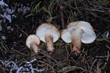 Echinoderma carinii image