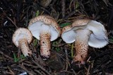 Echinoderma carinii image