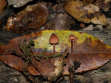 Mycena californiensis image