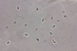 Echinoderma carinii image