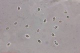 Echinoderma carinii image