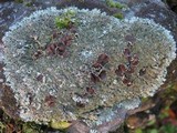Xanthoparmelia conspersa image
