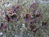Xanthoparmelia conspersa image