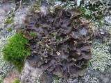 Nephroma tangeriense image