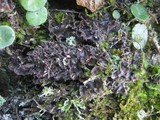 Nephroma tangeriense image