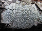 Pertusaria pertusa image