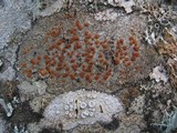Caloplaca ferruginea image