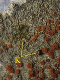 Caloplaca ferruginea image