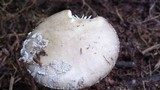 Amanita excelsa image
