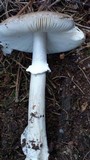Amanita excelsa image