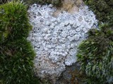 Ochrolechia parella image