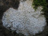 Ochrolechia parella image