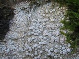Ochrolechia parella image