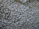 Ochrolechia parella image