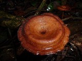 Lentinus velutinus image