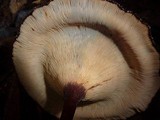 Lentinus velutinus image