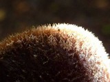 Auricularia nigricans image