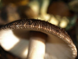 Amanita pachycolea image