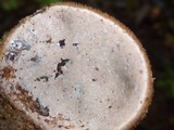 Auricularia nigricans image