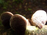Auricularia nigricans image