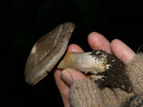 Cortinarius infractus image