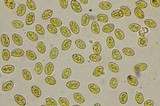 Gymnopilus echinulisporus image