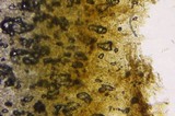 Gymnopilus echinulisporus image