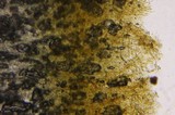 Gymnopilus echinulisporus image