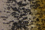 Gymnopilus echinulisporus image