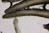 Gymnopilus echinulisporus image
