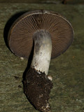 Cortinarius infractus image