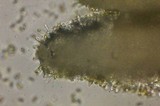 Gymnopilus echinulisporus image