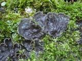Peltigera membranacea image