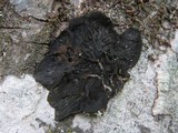 Collema furfuraceum image
