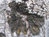 Collema furfuraceum image
