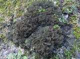 Leptogium coralloideum image