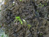 Leptogium coralloideum image
