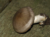 Cortinarius infractus image