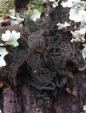 Leptogium coralloideum image