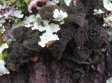 Leptogium coralloideum image