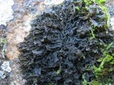 Leptogium brebissonii image
