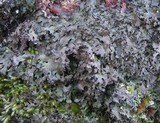 Parmelia omphalodes image