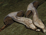 Cortinarius infractus image