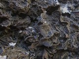 Collema furfuraceum image