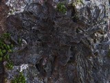Collema furfuraceum image
