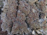 Degelia plumbea image