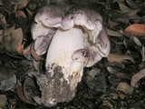 Tricholoma atroviolaceum image