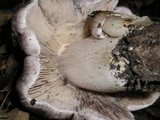 Tricholoma atroviolaceum image